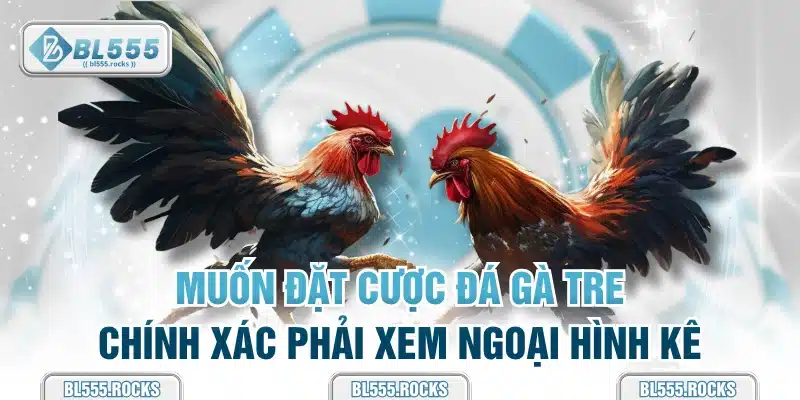 Muốn đặt cược đá gà tre chính xác phải xem ngoại hình kê